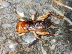 Tarbinskiellus portentosus