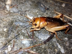 Tarbinskiellus portentosus
