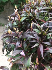 Strobilanthes anisophyllus