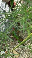 Orchelimum pulchellum