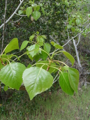 Populus fremontii fremontii