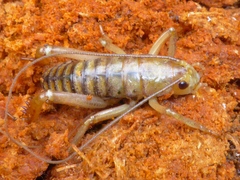 Hemideina ricta
