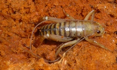 Hemideina ricta
