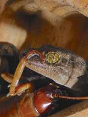 Canterbury Gecko photo 4