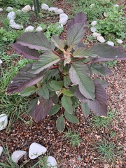 Amaranthus cruentus