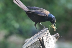 Quiscalus quiscula versicolor