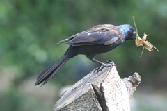 Quiscalus quiscula versicolor