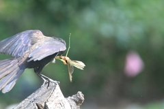 Quiscalus quiscula versicolor