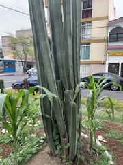 Lophocereus