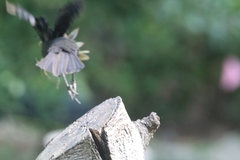 Quiscalus quiscula versicolor