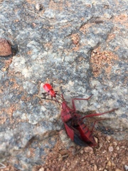 Probergrothius sanguinolens