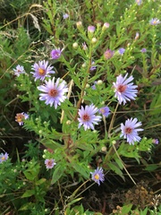 Symphyotrichum × versicolor