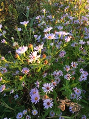 Symphyotrichum × versicolor