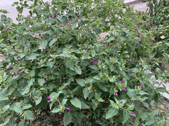Mirabilis jalapa