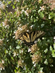 Papilio glaucus