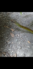 Dendrophidion bivittatus