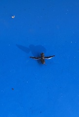 Callopistromyia strigula