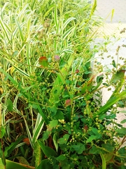 Chenopodium suecicum