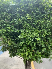 Ficus