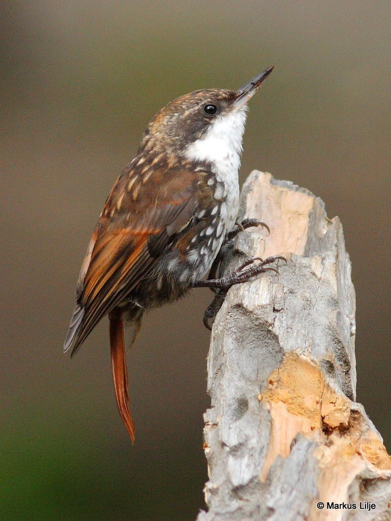 White-throated Treerunner illustration