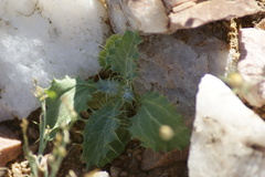 Berkheya canescens