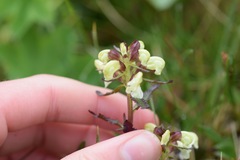 Pedicularis lapponica