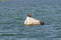 Alopochen aegyptiaca