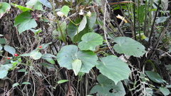 Begonia chitoensis