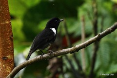 Peneothello bimaculata