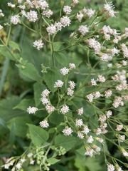 Ageratina altissima