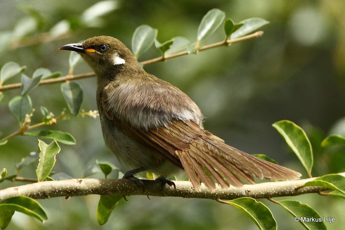 Scrub Honeyeater illustration