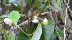 Begonia chitoensis