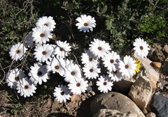 Dimorphotheca nudicaulis