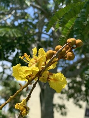 Peltophorum