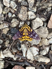 Dysphania subrepleta