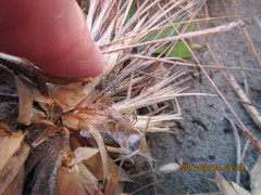 Sidymella trapezia