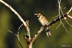 Melidectes torquatus