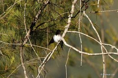 Pachycephala monacha