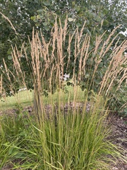 Calamagrostis × acutiflora