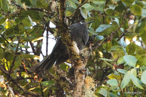 Melionyx fuscus observed 2013-08-20