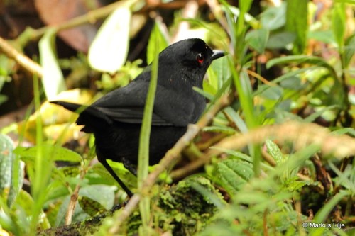 Melampitta lugubris observed 2013-08-19
