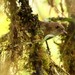 Mountain Mouse-Warbler - Photo (c) markus lilje, some rights reserved (CC BY-NC-ND), uploaded by markus lilje