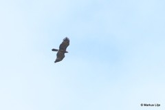Aquila gurneyi