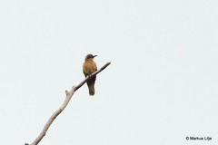 Chrysococcyx megarhynchus