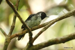 Symposiachrus guttula