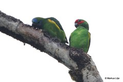 Cyclopsitta diophthalma