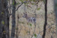 Kobus ellipsiprymnus ellipsiprymnus