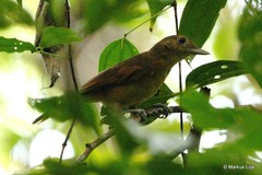 Colluricincla megarhyncha