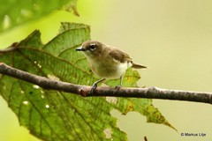 Gerygone magnirostris