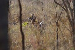 Kobus ellipsiprymnus ellipsiprymnus
